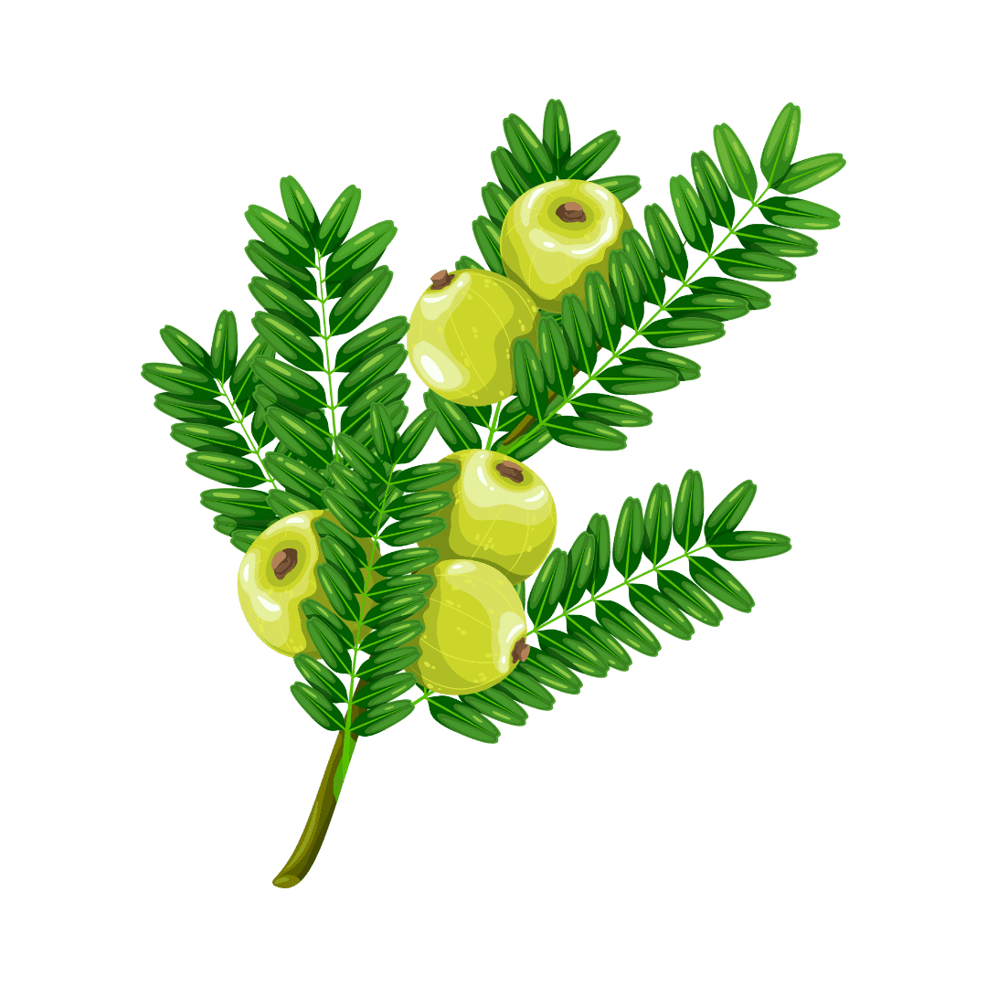 Amla
